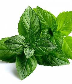 Перечная мята