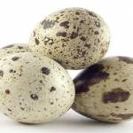  Перепелиные яйца — польза, вред, как принимать мужчинам, женщинам и детям 