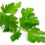  Петрушка — 19 полезных свойств и ее противопоказания 