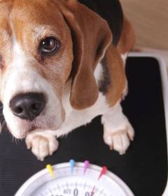 Почему важно следить за весом домашних животных 