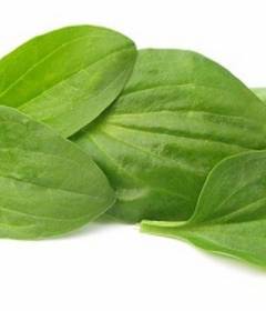 Подорожник