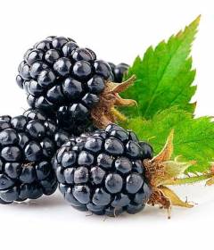 Ежевика