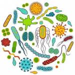  Пробиотики и пребиотики: что это и в чем разница 