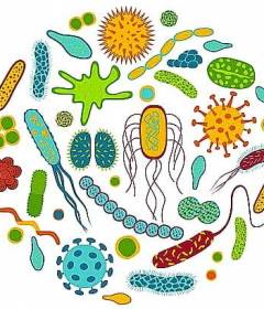 Пробиотики и пребиотики