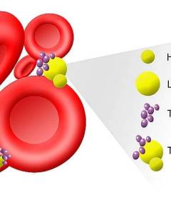 Продукты с высоким холестерином