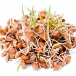  Пророщенная пшеница - о пользе и вреде для организма 