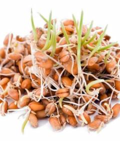 Пшеница пророщенная