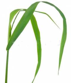 Пырей ползучий