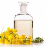  Рапсовое масло – 10 полезных свойств, противопоказания и применение 