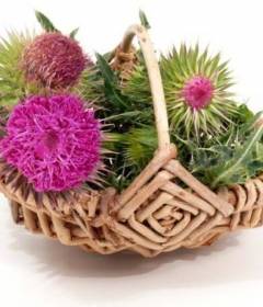 Расторопша