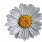  Ромашка аптечная — в чем польза для здоровья? 