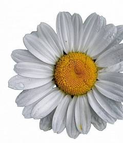 Ромашка аптечная