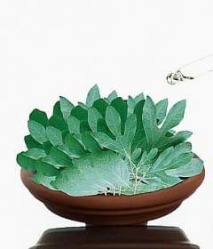 Сассафрасовое масло