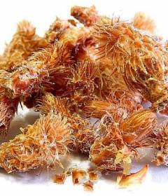 Сосновые почки