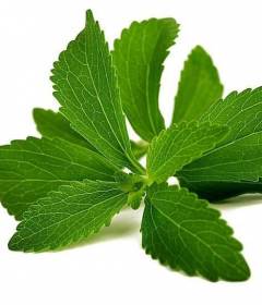 Стевия для диабетиков