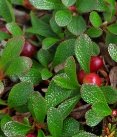 Толокнянка