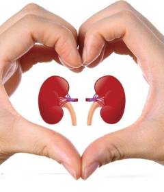 Топ-10 продуктов полезных для почек