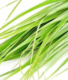 Цитронелла масло