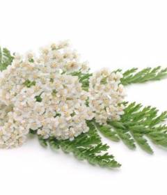 Тысячелистник