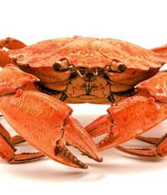 Чем полезны крабы для организма