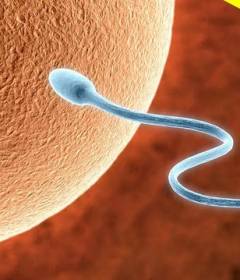 Всё о внутриматочной инсеминации