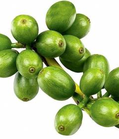 Зеленый кофе
