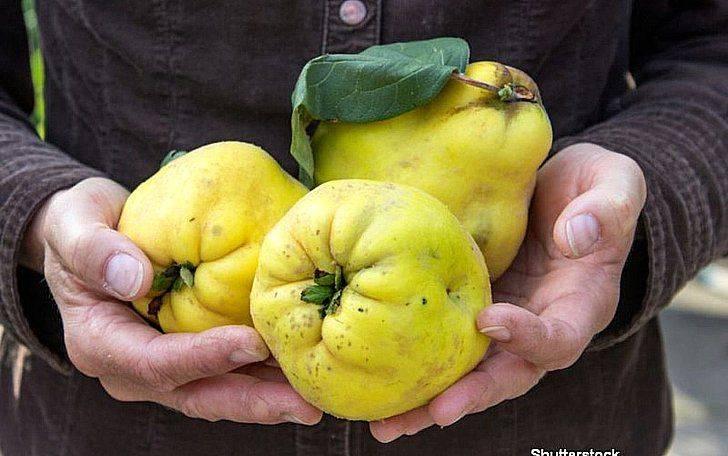 Айва для мужчин