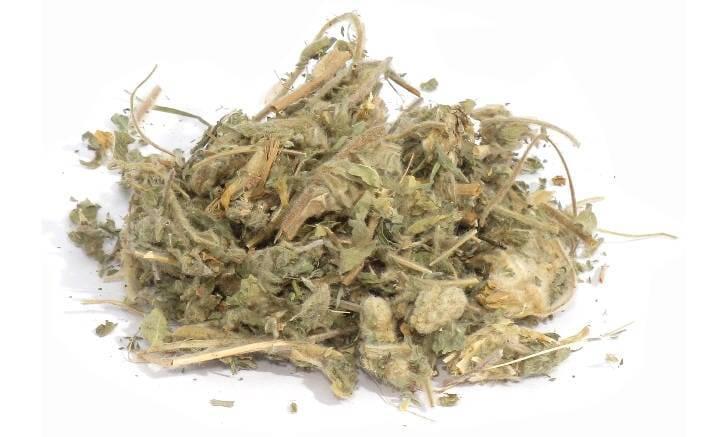 Астрагал шерстистоцветковый: 12 лечебных свойств травы