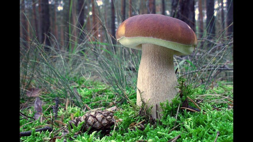 Лечебные свойства