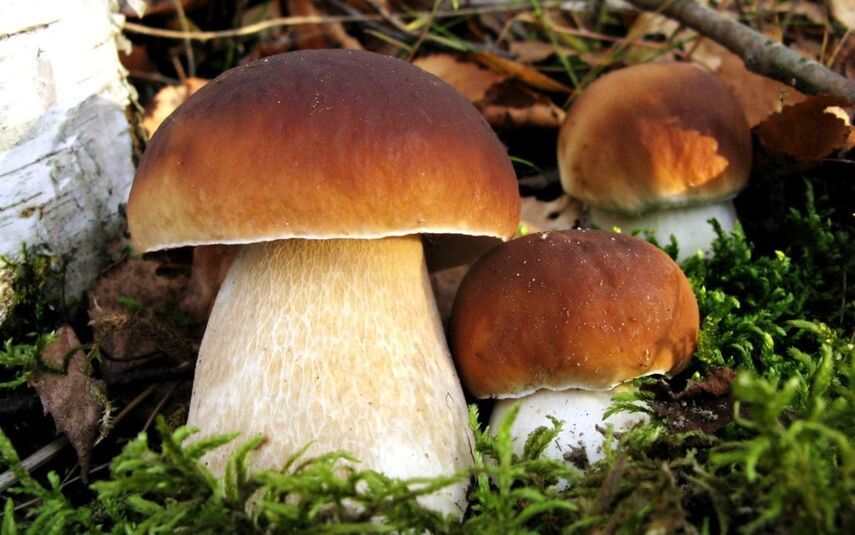 Белые грибы: польза и вред для организма человека, сбор