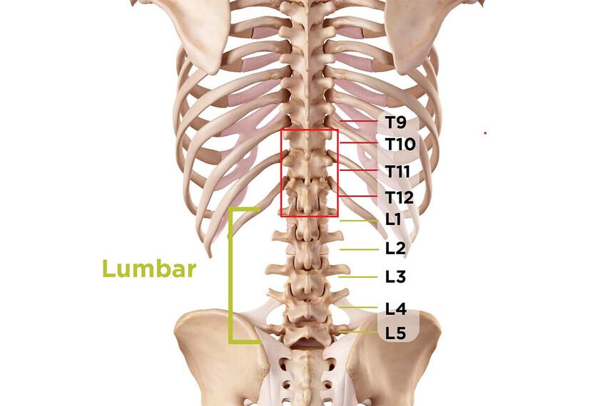 Анатомия и физиология поясничного отдела позвоночника