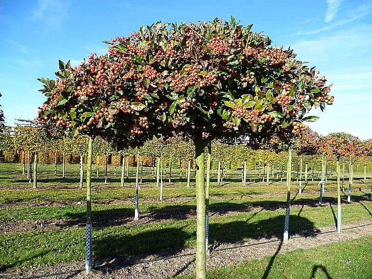 Дерево боярышника