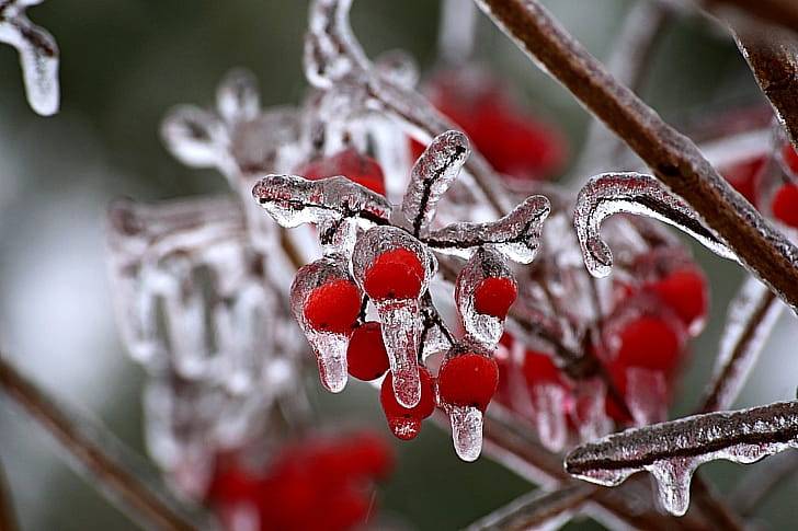 замораживать боярышник на зиму