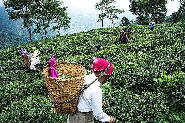 Как создают неповторимый вкус и молочный аромат