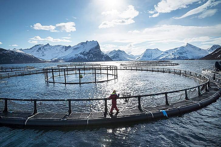 Ферма с лососем
