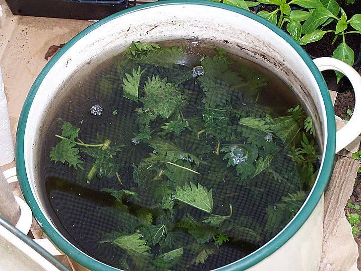 Отвар из листьев помидоров