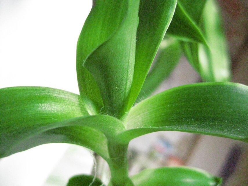 Химический состав