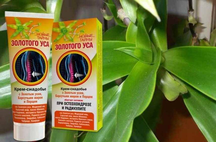 Полезные свойства золотого уса