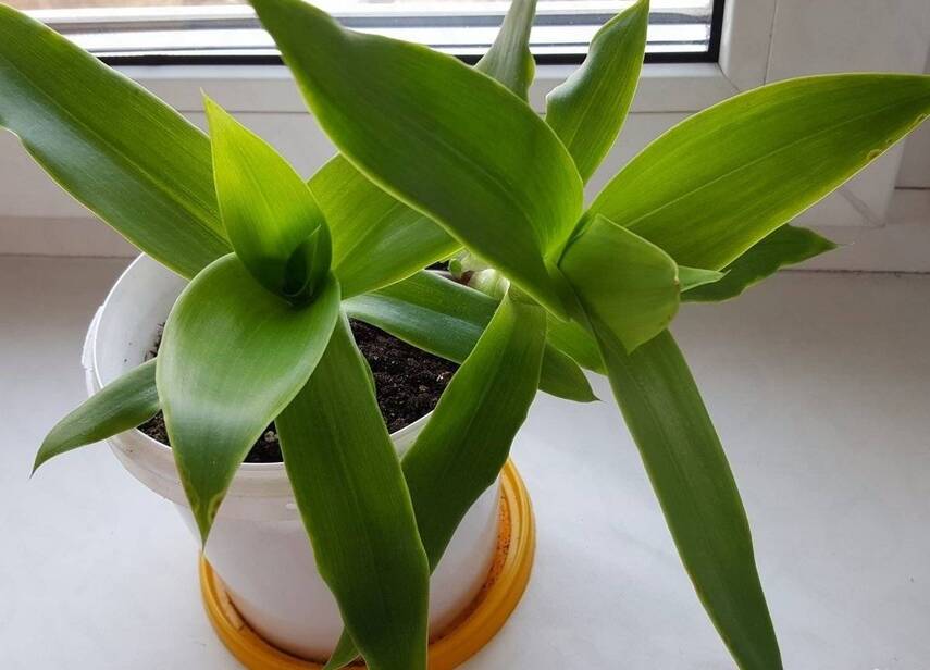 Противопоказания