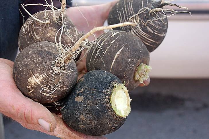 Черная редька