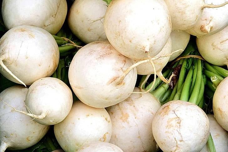 Белая редька
