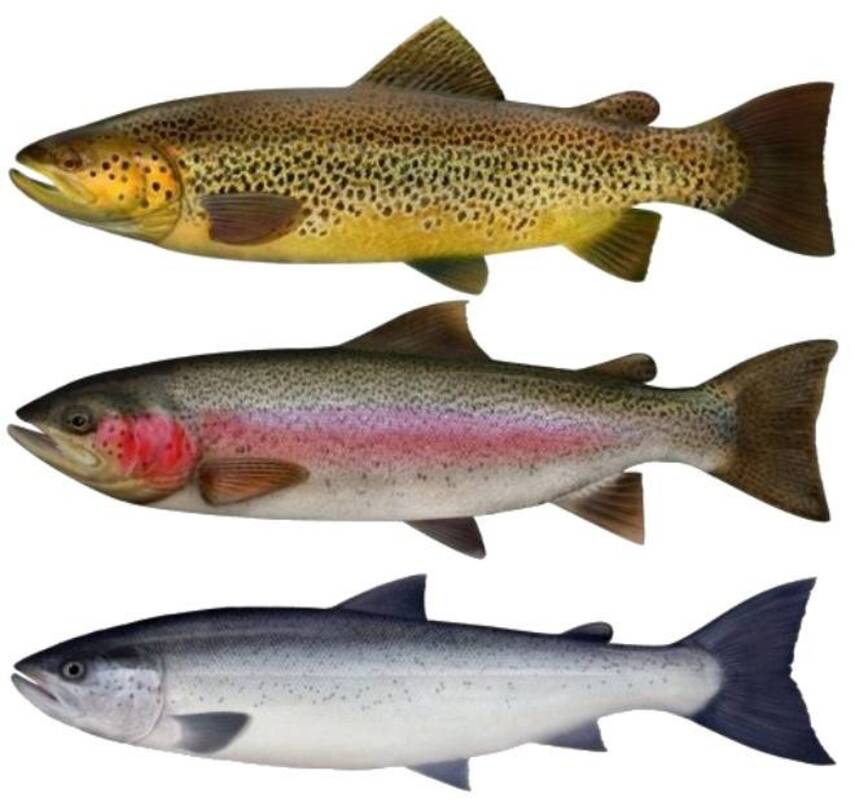 Виды форели и способы приготовления: есть ли разница?