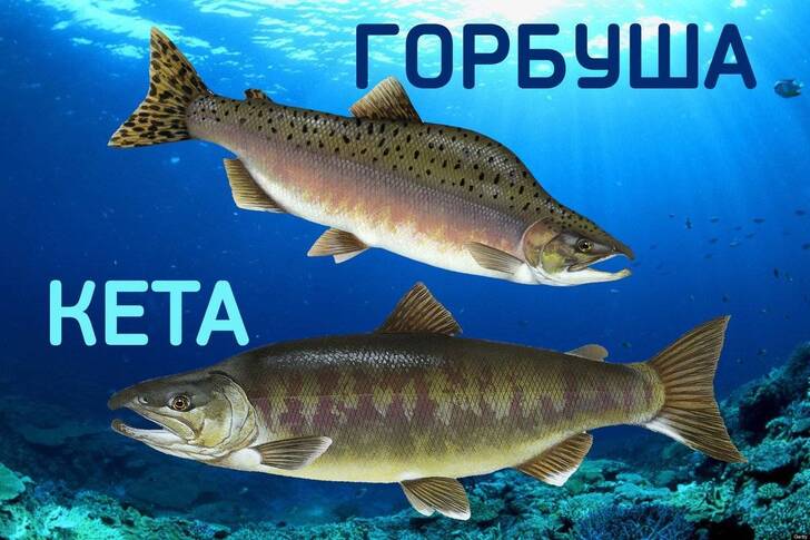 С другими популярными рыбами