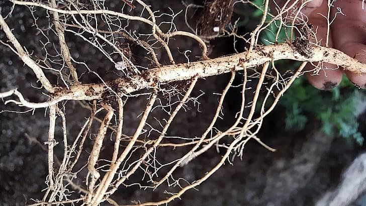 Корни малины