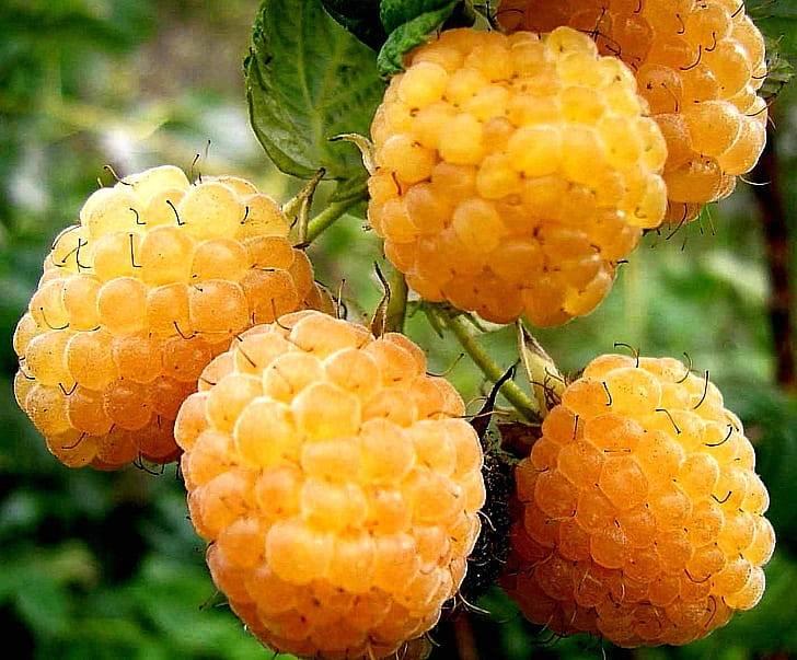 Желтая (белая) малина