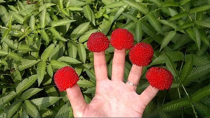 Тибетская малина