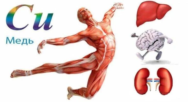 Суточная потребность в меди