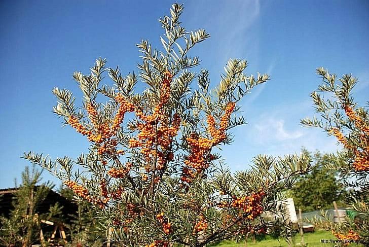 Мужская и женская облепиха