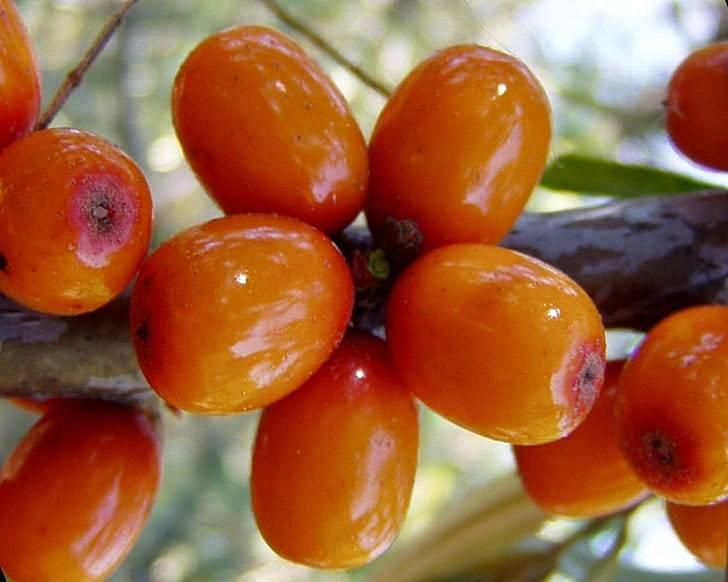 Кора и листья облепихи