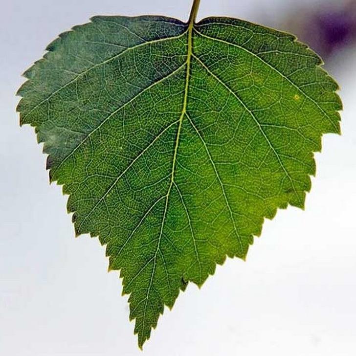 Вред, противопоказания и побочные эффекты